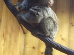 -上海昆虫博物馆