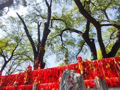 -大槐树寻根祭祖园