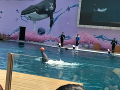 -北戴河圣蓝海洋公园