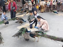 -西双版纳原始森林公园