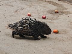 -青藏高原野生动物园