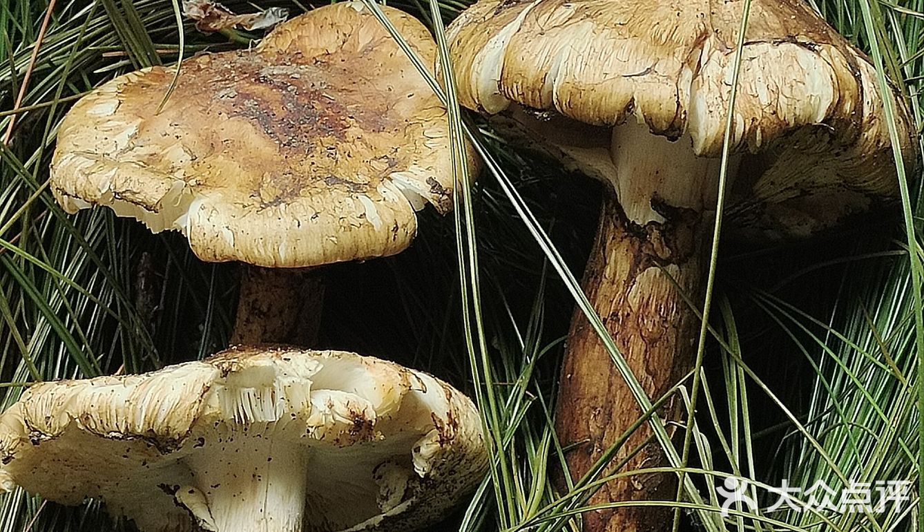 哇塞，说到野生菌火锅，我的味蕾都开始跳舞了呢！