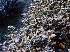 -东山风景区(洞庭东山)