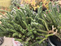 -龙大花卉苗木市场