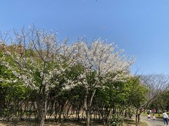 -蠡湖大桥公园