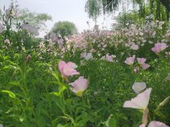 -梁鸿国家湿地公园