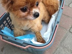 -伟伟宠物医院·CT影像中心·瑞派犬猫综合性门诊(汉口总院)