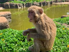 -海南热带野生动植物园