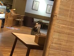 -柴务处·柴犬主题狗咖