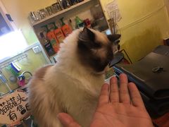 -猫色咖啡·猫咖