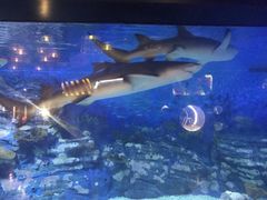 -烟台海昌鲸鲨海洋公园