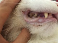 -纳吉亚猫专科动物医院博雅分院