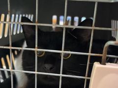 -pd派德宠物中心医院24H急重症·眼科中心·血液透析中心(嵩山北路店)