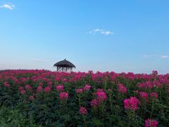 -径山花海
