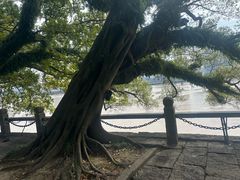-江心屿景区