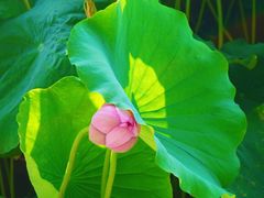 -莲花池公园