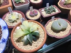 -万商花鸟市场