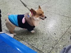 -成都民大动物医院