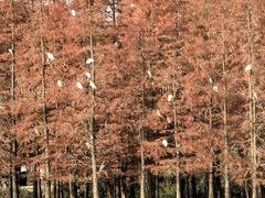 -白鹭湾湿地公园