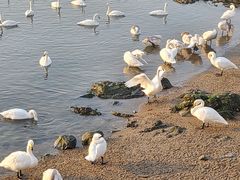 -烟墩角天鹅湖