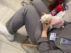 -北京派仕佳德动物医院·超导核磁·CT·神经科·骨科·内外科·急重症管理中心