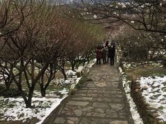 -香雪海