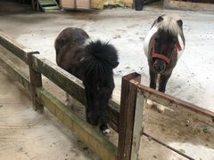 -清迈夜间动物园