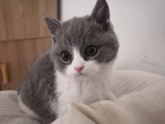 -糯米喵星人总部直营旗舰店·猫舍·幼猫出售