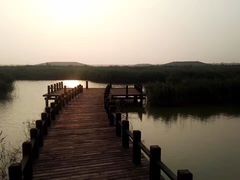 -南大港湿地风景区