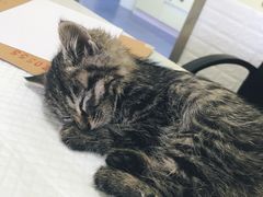 -瑞鹏宠物医院·爱宠堂(环西分院)