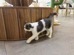 -飞行喵MR PILOT|猫舍·猫咖(静安大融城店)