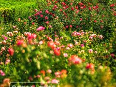 -国家植物园