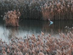 -盐城丹顶鹤湿地生态旅游区
