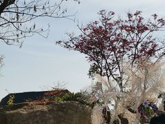 -荷兰花海