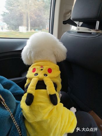 宝贝毛长了,又该剪毛了,本来去的是之前一直剪毛的地方