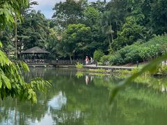 -新加坡植物园