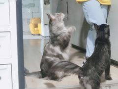-十年猫舍·猫咪专门店(普陀店)