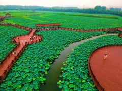 -荷塘月色湿地公园·向阳花洲