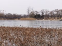 -大兴滨河森林公园