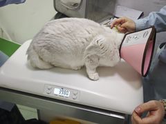 -汪喵宠物医院·骨科心脏影像·犬猫急重症ICU诊疗中心(成华分院)