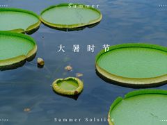 -荷塘月色湿地公园·向阳花洲