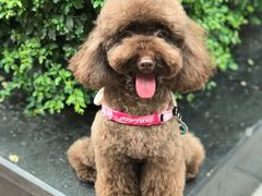 -帕帕拉兹宠物(亚洲旗舰店)