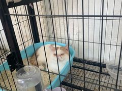 -猫爷的腔调·黔小馆(交大医学住宅区店)