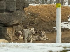 -北京野生动物园