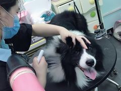 -宠伴小精灵宠物店(鼓楼店)