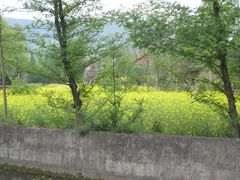 -武侯墓风景区