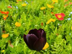 -上海共青森林公园