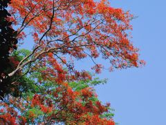 -中国科学院西双版纳热带植物园
