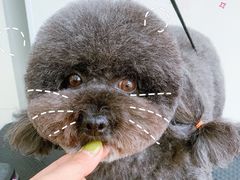 -北京恒爱动物医院(清景园分院)