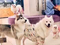 -怪兽屋·羊驼·猫咖·狗咖(俊华广场店)